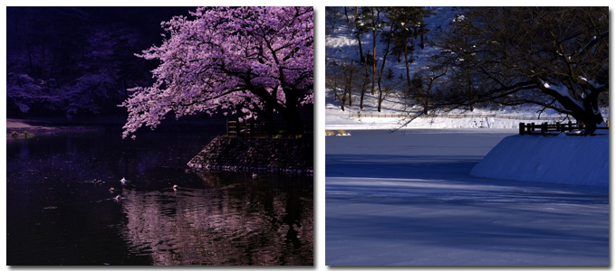 春の桜と冬の千鹿頭池