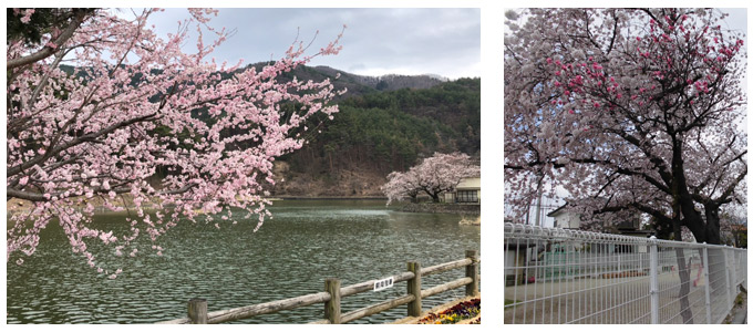 千鹿頭池の桜と保育園の桜