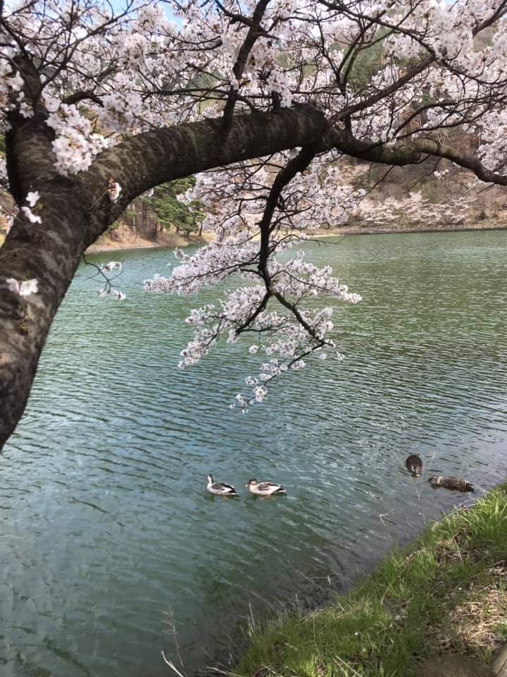 桜の下、鴨が泳ぐ