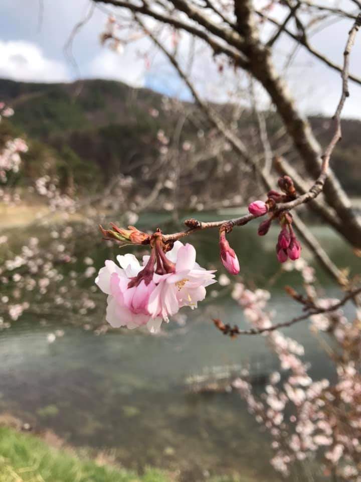 千鹿頭池の桜