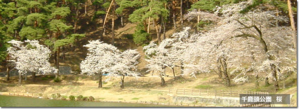 千鹿頭池　桜