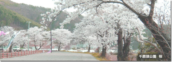 千鹿頭池　桜