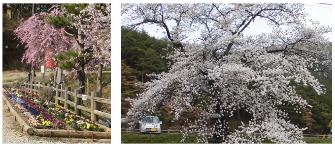千鹿頭池畔の桜と花々