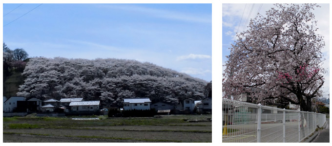 弘法山の桜と保育園の桜