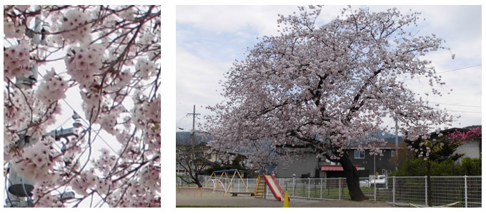 神田保育園の桜