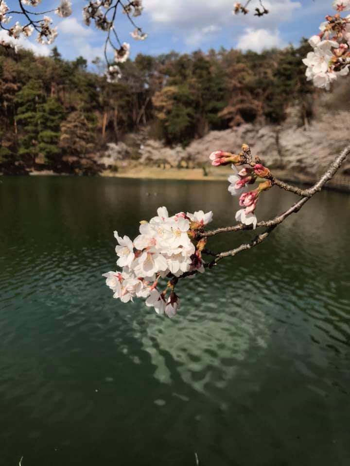 千鹿頭池の桜